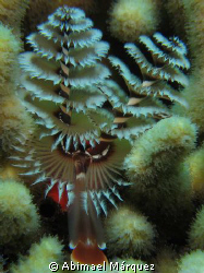 Christmas Tree Worm, "El Tubo", dive site at Naguabo, P.R. by Abimael Márquez 